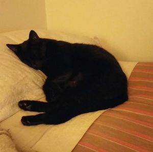 Meet your Posher, Jennie